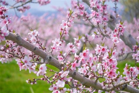 桃花方|桃花